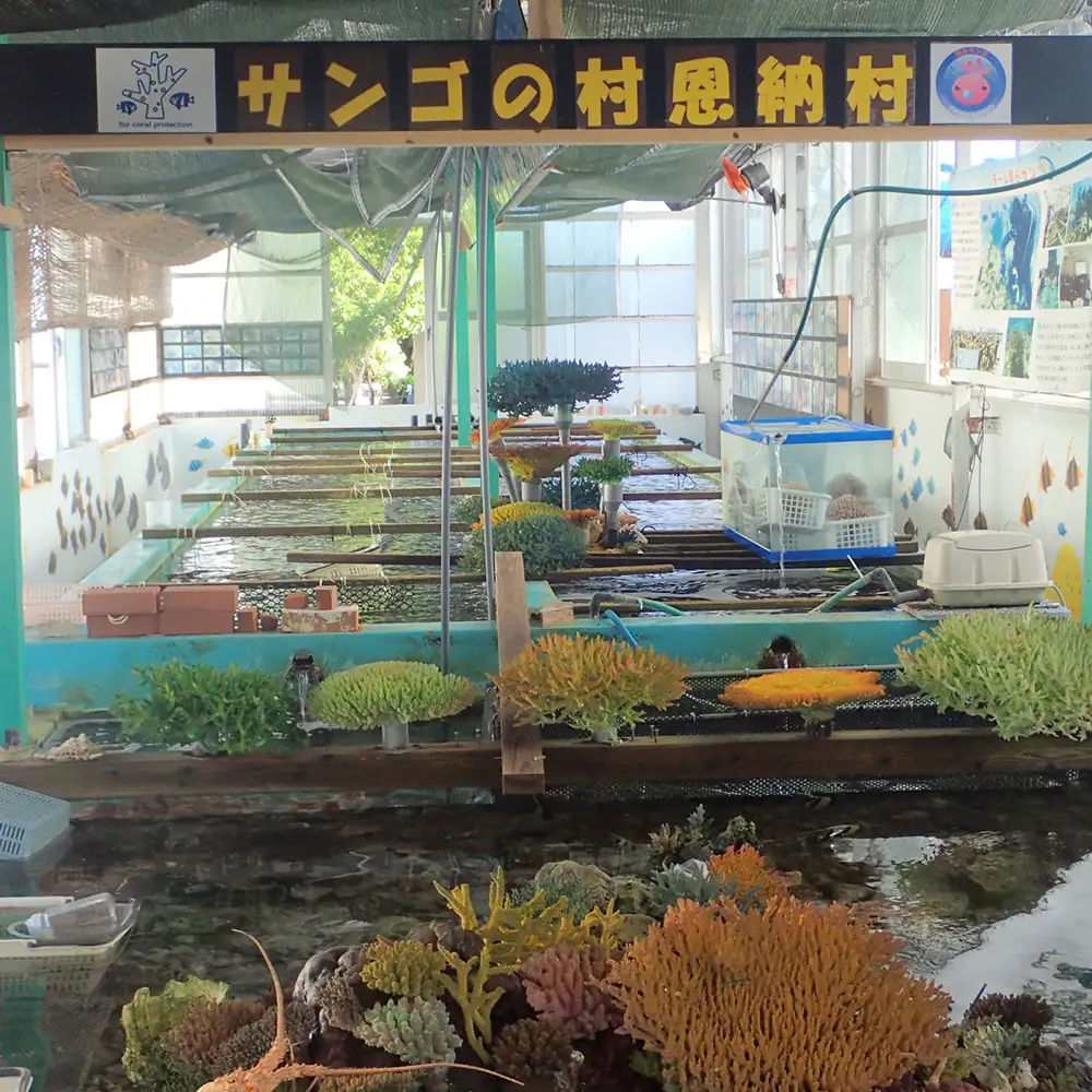 チケット サンゴ苗作り体験 ｜ 2名 or 1名×2株 沖縄サンゴの村【恩納村ラグーン】