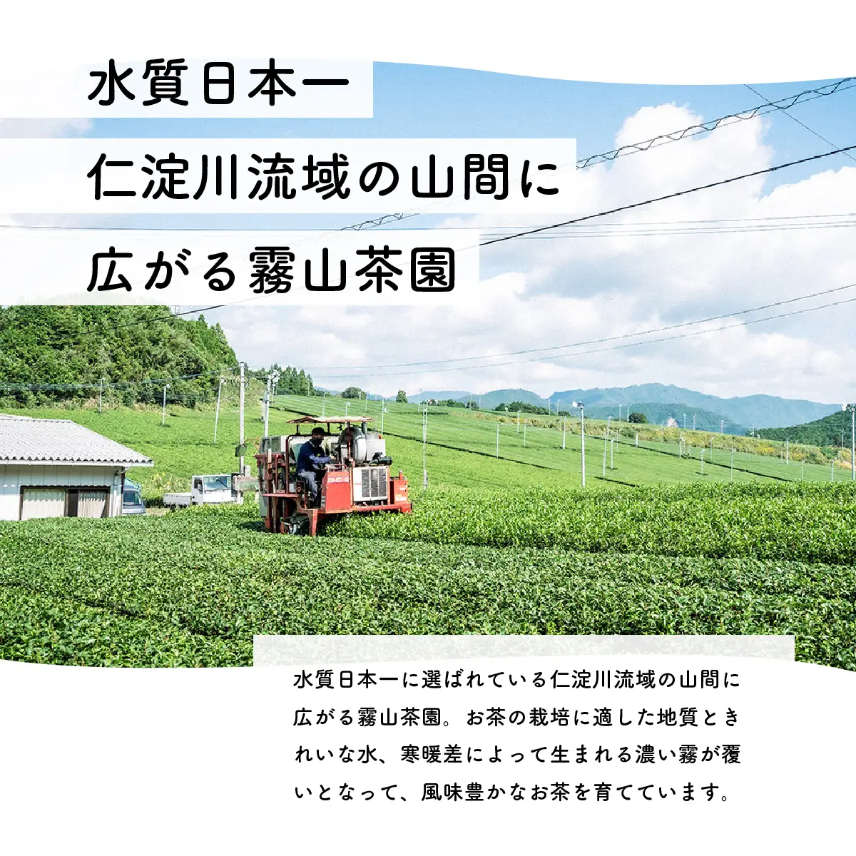 煎茶 茶葉 200gセット｜土佐霧山茶 かぶせ茶ブレンド 国産 緑茶 リーフタイプ