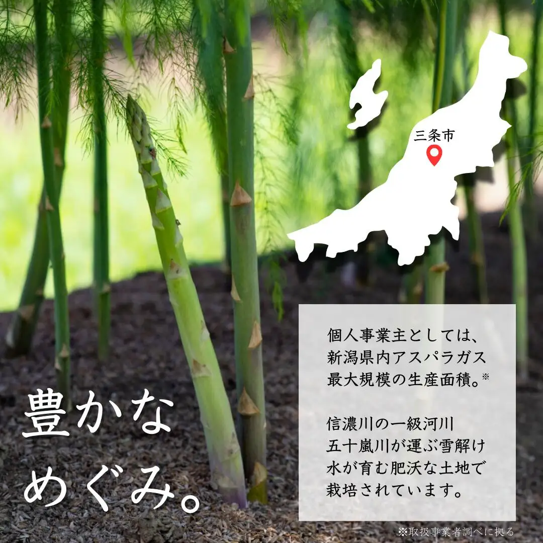 アスパラガス 太目 約1kg 令和8年産アスパラガス 飯塚農園
