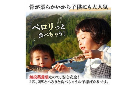 【予約受付】子どもが喜ぶバーベキュー！清流育ちの四万十あめご （約700g）【BBQ専用竹串付き】 おつまみ バーベキュー BBQ アウトドア アメゴ アマゴ  魚 魚介 川魚 塩焼き 小分け あまご あめご 冷凍 8～10匹 個包装 ／Eay-01 ﾊﾞｰﾍﾞｷｭｰ 