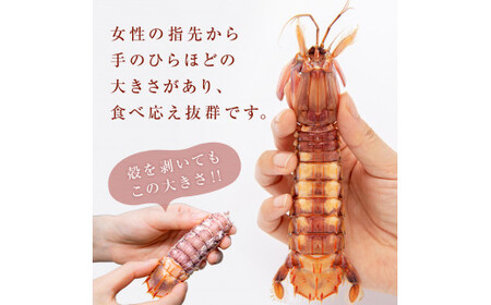 ＜先行予約：2026年5月以降順次発送＞ 季節限定 宮城県産 浜茹で シャコエビ 500g（オスメス混合）数量限定 冷蔵 産地直送 殻付き 子持ち ガサエビ シャッパ シャク しゃこえび 宮城県 石巻市 しゃこ 肉厚 ノンフローズン 新鮮 蝦蛄 ボイルシャコ