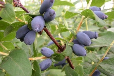 ハスカップジャム3本 美瑛産 ジャム 北海道