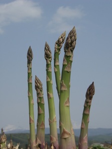 【5月下旬～6月上旬発送】旬の採れたて野菜「アスパラガス」