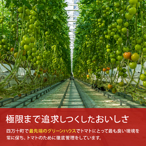 受付4か月で800件超え！四万十産トマト 「凛と」(4kg) ／ Fbg-A003 野菜 新鮮 完熟トマト