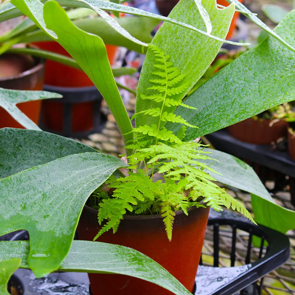 【OnnaIchigoFarm】コウモリラン　小 沖縄 コウモリラン ビカクシダ 室内植物 屋外植物 ヘゴ板 室内緑化 植物インテリア 観葉植物 沖縄産 プラントギフト 緑のある暮らし 園芸用品 インテリアプランツ 根付き植物 人気 ヘゴの木 おすすめ 送料無料 恩納村