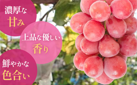 【2026年先行予約】 ぶどう 岡山県産 クイーンニーナ （ 種無し ）約2kg（3～5房） 《2026年9月上旬-下旬頃出荷》 葡萄 ブドウ フルーツ 果物 スイーツ 数量限定 期間限定 岡山 里庄町 大粒 赤色 