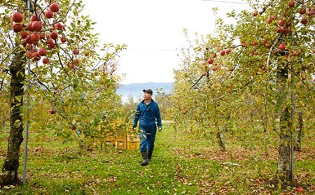 天然果汁100％極甘りんごジュース×3本RT215