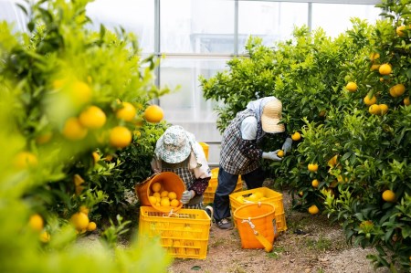 【2026年出荷分】小夏 (日向夏)  小夏 3kg |  期間 数量 限定 旬 人気 果物 くだもの 柑橘 フルーツ みかん ジュース 高知県 安芸市