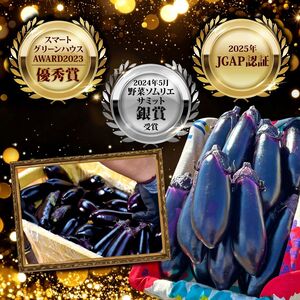 朝採れナス 約1.5kg 高知県安芸市｜ナス