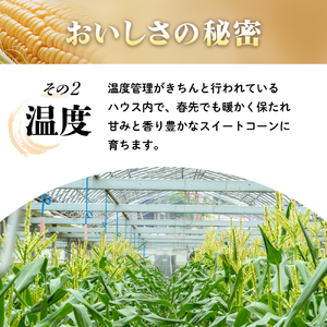 【2026年5月中旬ごろから配送開始！】朝もぎたてのスイートコーン 5本 ／Osy-A09 とうもろこし スイートコーン 新鮮 産地直送
