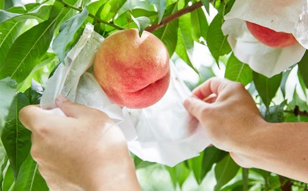  数量限定！マーブル桃「あかつき姫」(有袋・無袋) 秀品 約2kg [柔らかくなる桃]【令和8年産先行予約】FU22-209 くだもの 果物 フルーツ 山形 山形県 山形市 2026年産