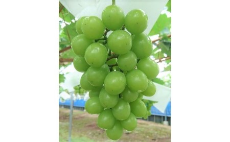 シャインマスカット 4房 正箱（約1.8～2kg）★(有)ティース【配送不可：沖縄・離島】 果物類 ぶどう フルーツ ブドウ 