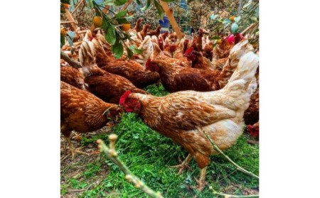 【12回定期便】平飼いで のびのび！ばあちゃんの昔たまご 40個/月 割れ保証あり 999-B612