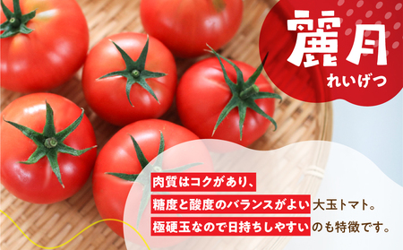 先行予約  飛騨トマト 麗月大玉 20玉 トマト【27-1】