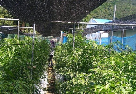 訳あり土佐のししとう１kg（サイズ混合） 【R01329】