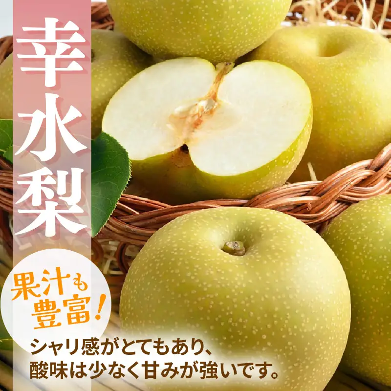 【先行予約】福井梨 3kg 6～8玉入 《幸水梨 豊水梨どちらかのお届け！》 ／ 期間限定 果物 フルーツ 産地直送 旬 お取り寄せ ※2026年8月下旬以降発送 [aw003-a009]
