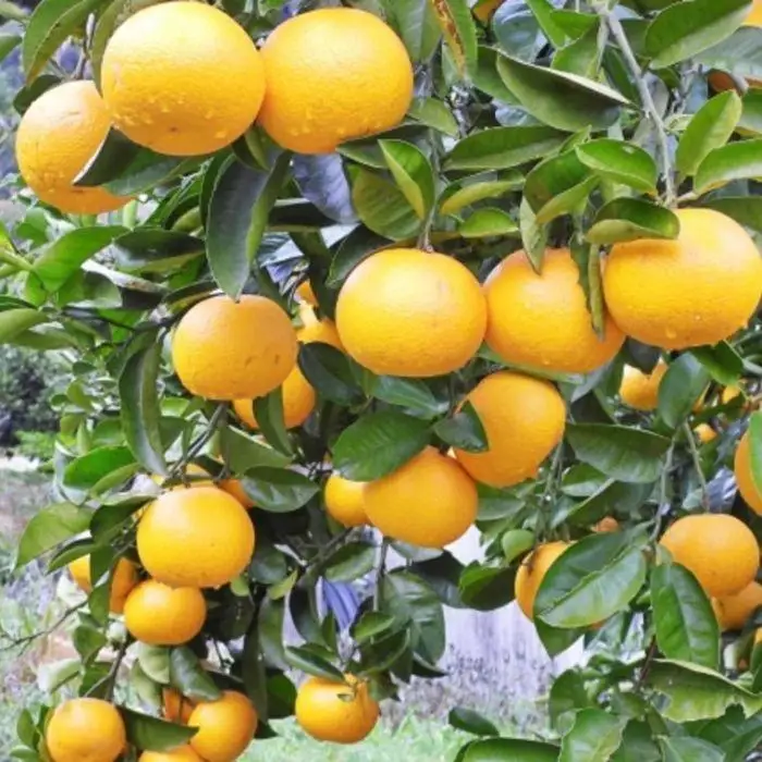 ［産直］和歌山由良町産の木成り熟成八朔訳ありご家庭用約10kg（サイズ混合）★2027年3月中旬頃より順次発送［TM134］