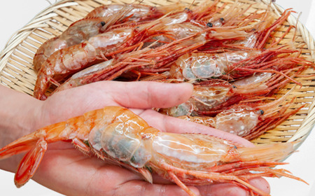 8-040-001　ジャンボボタンエビ 1kg（10～20尾）