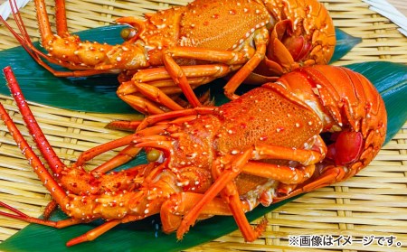 【花光】海老の王様！天然イセエビボイル（小２尾）【旨さそのまま♪期間限定フレッシュ冷蔵便】　