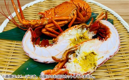 【花光】海老の王様！天然イセエビボイル（2尾～3尾）【受取も安心♪冷凍便】
