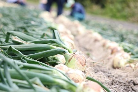 淡路島産新玉ねぎ　うずしお甘玉ねぎ　5kg　◆配送2月下旬～6月下旬