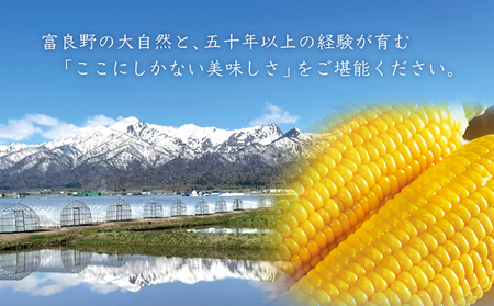 【2026年7月中旬～発送】朝もぎ とうもろこし 恵味 めぐみ 20本 L-2L 北海道 富良野市 (大島農園)