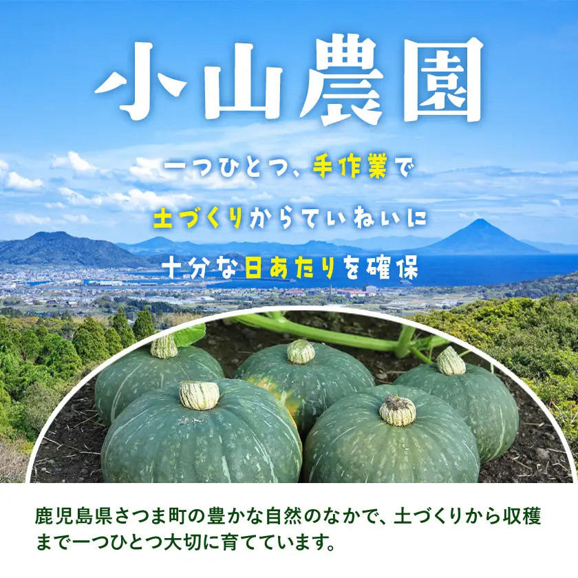 かぼちゃ 栗五郎 約10kg 小山農園《6月中旬-7月中旬頃出荷》