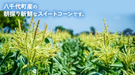 とうもろこし ピュアホワイト 約6kg 朝採り 産地直送 令和8年産