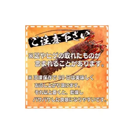 【 伊勢海老 】 訳あり伊勢海老 350g ～ 450g