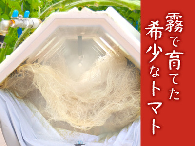 12月以降発送予約【霧で育てた濃厚な味】霧のトマト 200ｇ×4パック（06-16）