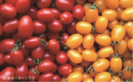 【 全3回 定期便 】【 福岡県 糸島産 】 朝採れ サラダ用 野菜 セット 《糸島》【オーガニックナガミツファーム】 	[AGE005]