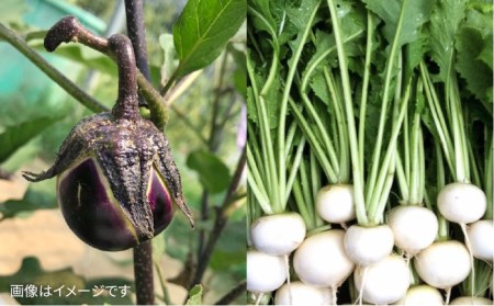  【贈答用】無農薬野菜セット＋果物（8品前後）《糸島》【オーガニックナガミツファーム】 	[AGE022]