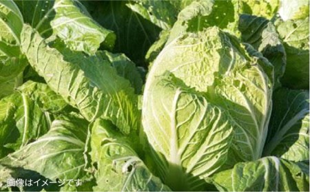 【 福岡県 糸島産 】 朝採れ 野菜 セット （ 12品 前後 ） 《糸島》【オーガニックナガミツファーム】 	[AGE023]
