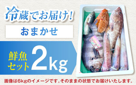 【五島列島直送】朝獲れ高級鮮魚セット2kg 五島市 / 鯛福丸水産[PDP002]  鮮魚 セット 冷蔵 刺身 魚 海鮮 直送 さかな 詰合せ 新鮮 料理