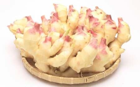 国産黄金生姜使用 寿しがり 1kg×3袋