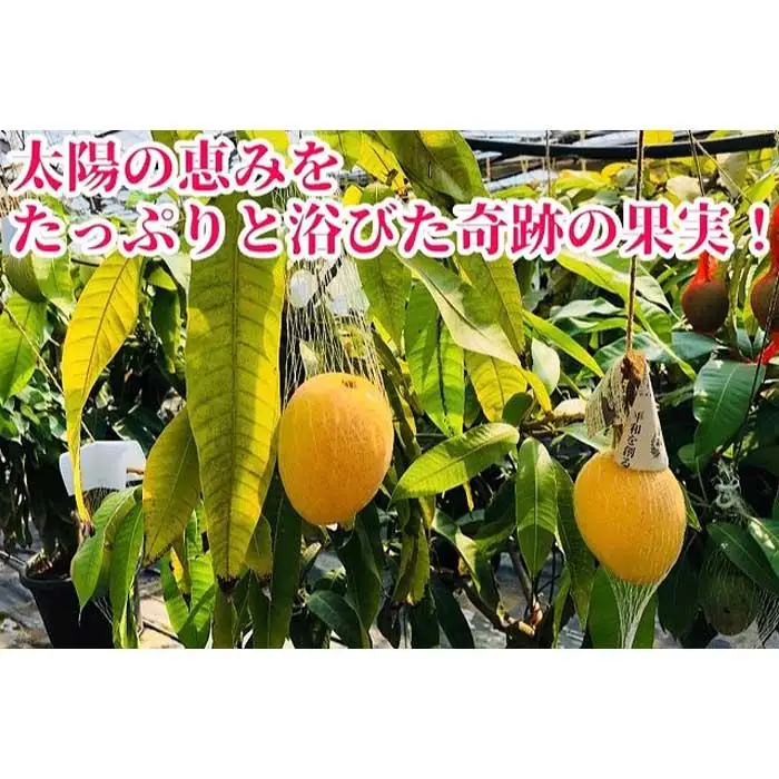 ◆先行予約◆和歌山県産　紀州完熟マンゴー『吉玉』約1kg程度／2～3玉入り［2026年7月下旬から8月下旬頃順次発送予定］［MG20］