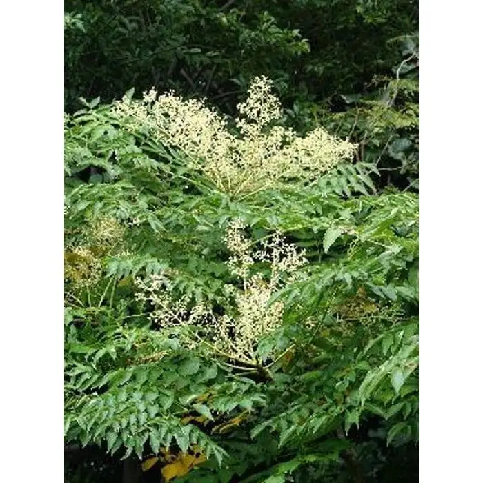 熊野古道 峠の蜂蜜 【SW70】