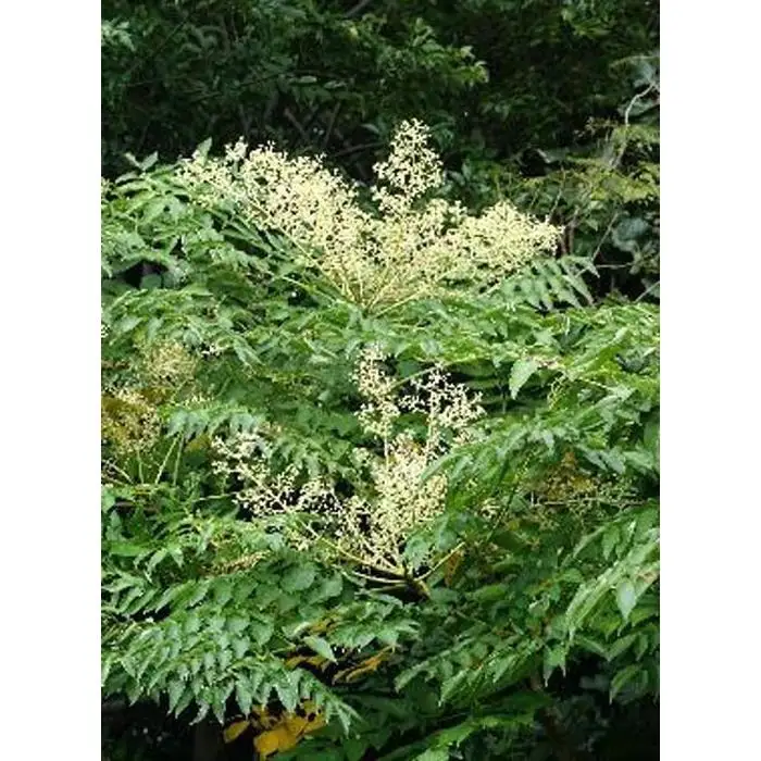 熊野古道 峠の蜂蜜3本セット 【SW71】
