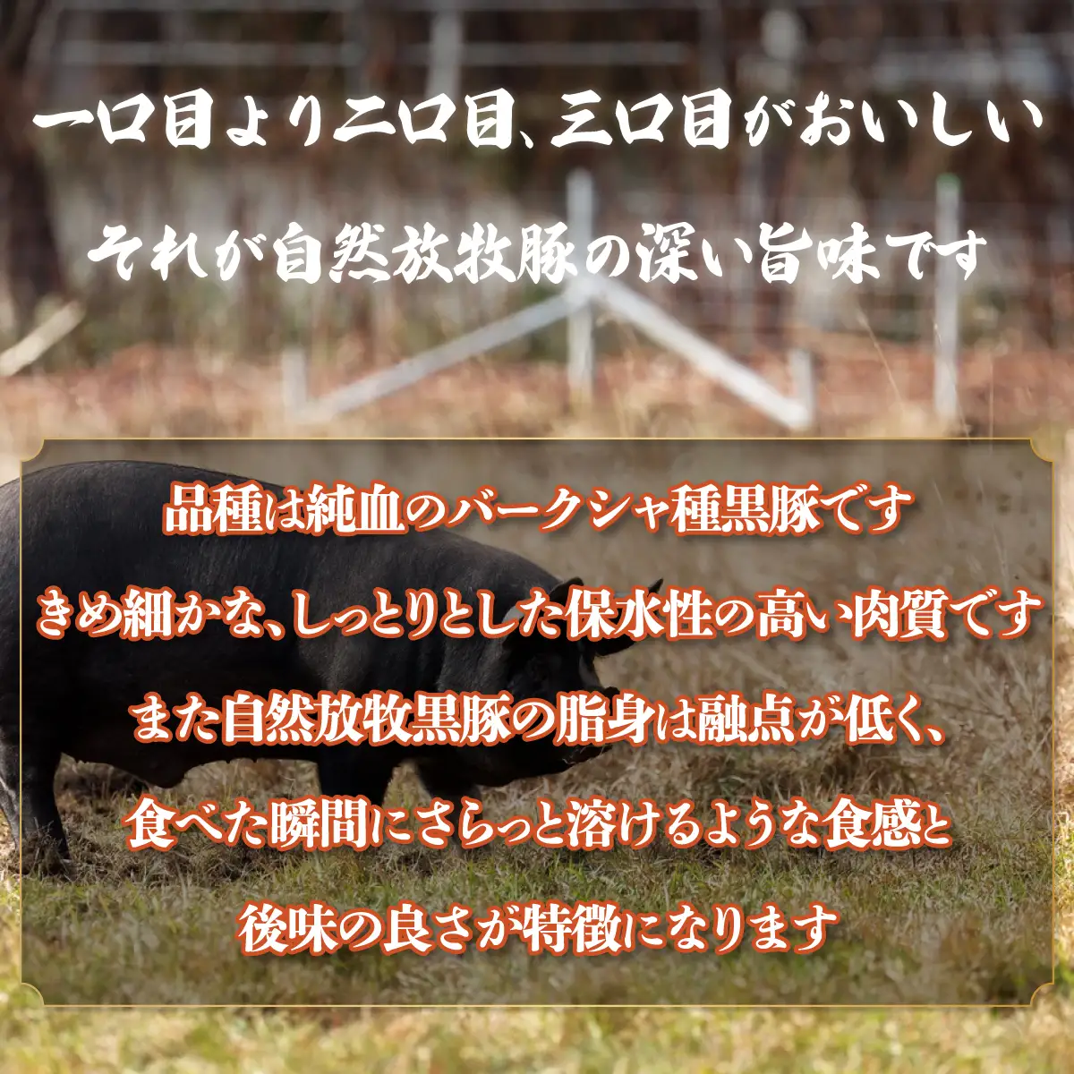 鹿追産 自然放牧黒豚 圧巻の豚肉 十勝名物 豚丼 SKN007 【 人気　北海道　送料無料 】