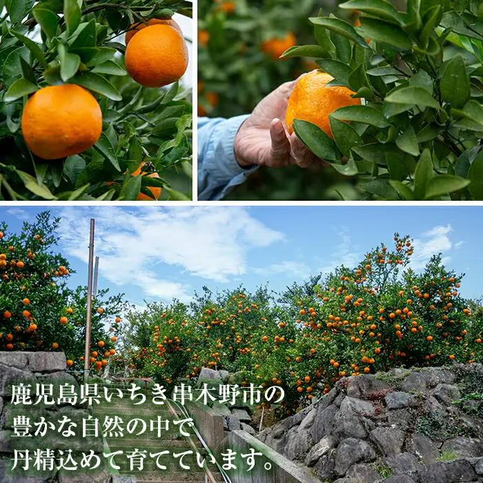 【先行予約！】みかん 約2.4kg（化粧箱入ハウス みかん 25玉・30玉・36玉）【00-039-01】