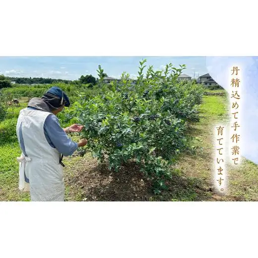 ≪先行予約≫  朝採れ 完熟 ブルーベリー 1,050g （ 350g × 3パック ）【 2026年 6月上旬頃より発送開始 】