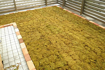 スナゴケで屋上緑化１㎡