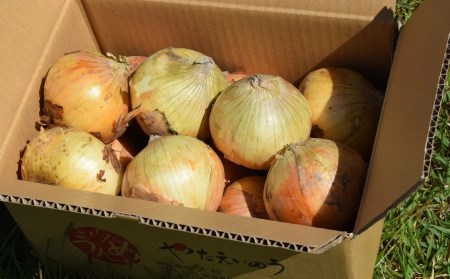【先行予約・6月中旬～発送】やたらうんめぇ 玉ねぎ 3kg 産地直送 水田環境鑑定士在籍[ZA076]
