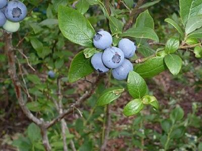 果物 ＜生産者直送＞新鮮朝取り生ブルーベリー1.5kg ｜ ブルーベリー 果物 フルーツ