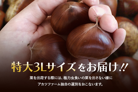 アカツファームの生栗 特大 3Lサイズ 1kg 栗 笠間 栗 くり 生栗 大きい