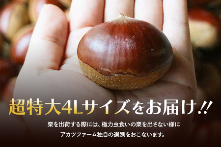 アカツファームの生栗 超特大 4Lサイズ 1kg GA-004