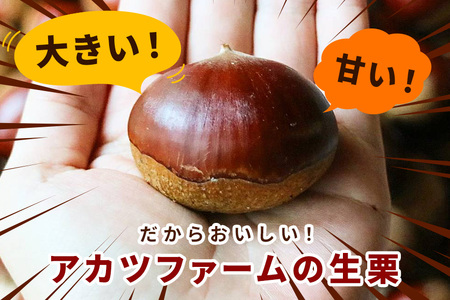 アカツファームの生栗 超特大 4Lサイズ 2kg GA-005