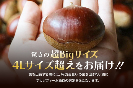 アカツファームの生栗 超特大 メガマロン 4Lサイズ以上 2kg GA-007