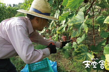 南アルプス天空舎の甲州ぶどうを赤ワインのごとく果皮ごと醸すオレンジワイン天空甲州（南アルプス上宮地産甲州ぶどう使用) ALPAB021
