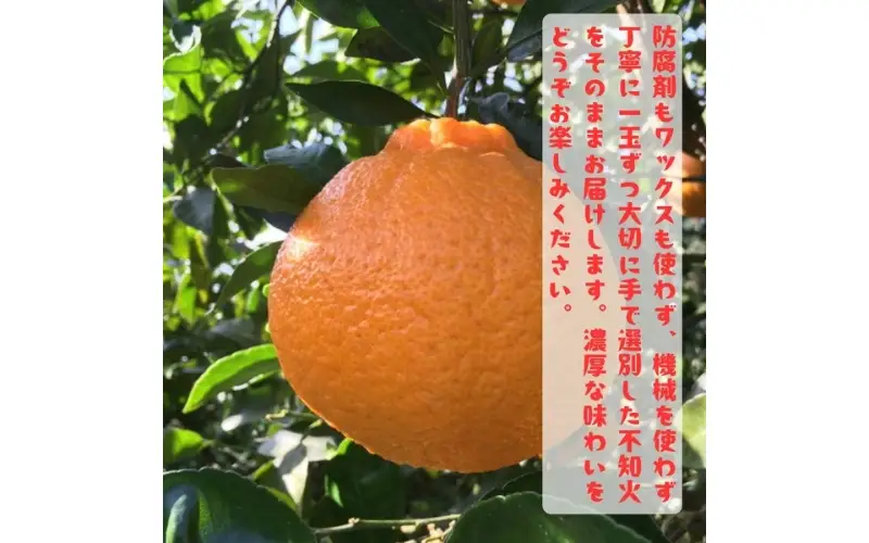 有田育ちの濃厚 不知火 ( デコポン と同品種)( 訳あり 家庭用 ) 約3kg+200g(傷み補償分) ※2027年1月下旬～3月下旬に順次発送【ard022C】